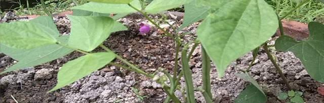 无架豆播种的最佳时间是什么时候？播种后需要注意哪些事项？