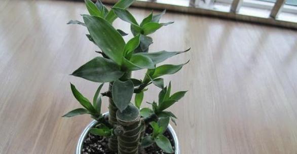 富贵竹晒太阳会死吗？正确养护方法是什么？