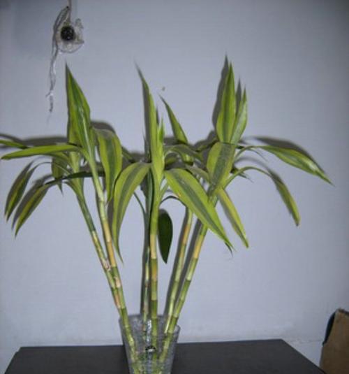 富贵竹晒太阳会死吗？正确养护方法是什么？