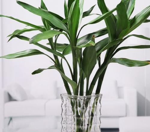 富贵竹晒太阳会死吗？正确养护方法是什么？