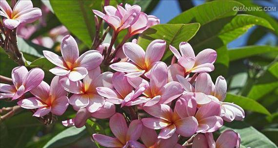 鸡蛋花多久开花一次？如何促进其开花周期？