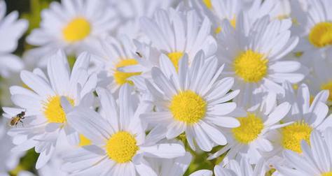 雏菊花语是什么?它代表了哪些意义?