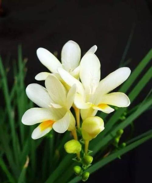 香雪兰喜阴还是喜阳？如何正确养护香雪兰？