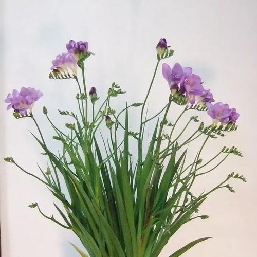 香雪兰喜阴还是喜阳？如何正确养护香雪兰？