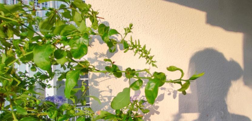 香雪兰喜阴还是喜阳？如何正确养护香雪兰？