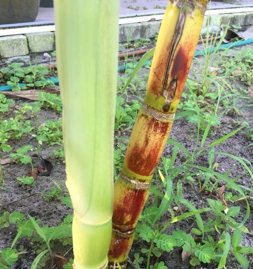 甘蔗种子发芽需要多长时间？发芽过程中需要注意什么？