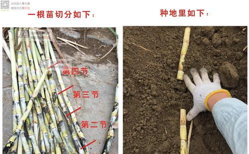 甘蔗种子发芽需要多长时间?发芽过程中需要注意什么? 甘蔗种子发芽需要多长时间?发芽过程中需要注意什么?