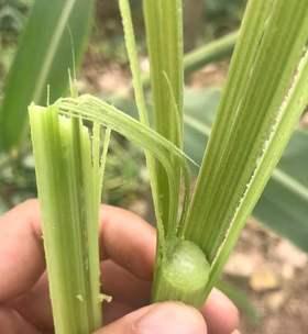 甘蔗种子发芽需要多长时间?发芽过程中需要注意什么? 甘蔗种子发芽需要多长时间?发芽过程中需要注意什么?