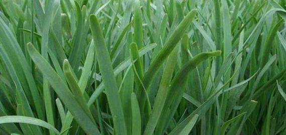 韭菜一年四季都能种植吗?哪个季节最适合种植韭菜?