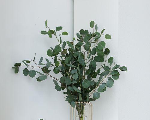 尤加利树的香味是什么样的？尤加利的香味对人体有益吗？