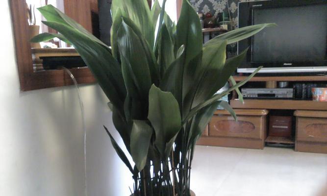 一叶兰用什么土养好？如何选择合适的土壤？