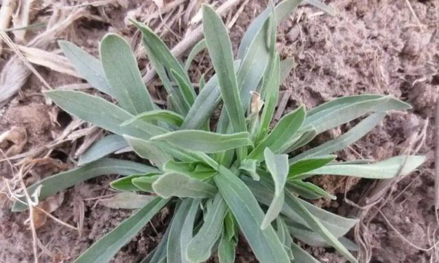 面条菜是什么菜？它的营养价值和食用方法有哪些？