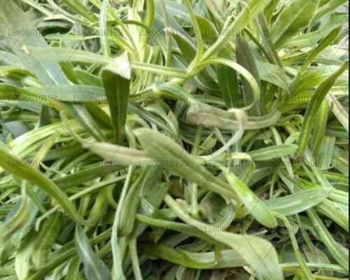 面条菜是什么菜？它的营养价值和食用方法有哪些？