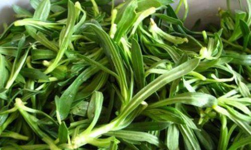 面条菜是什么菜？它的营养价值和食用方法有哪些？