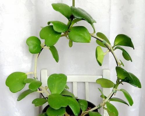 球兰繁殖方法有哪些？繁殖过程中应注意什么问题？