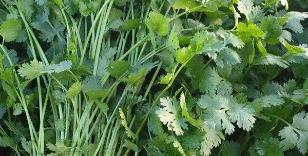 香菜病虫害如何防治？有效防治技术与方法措施是什么？