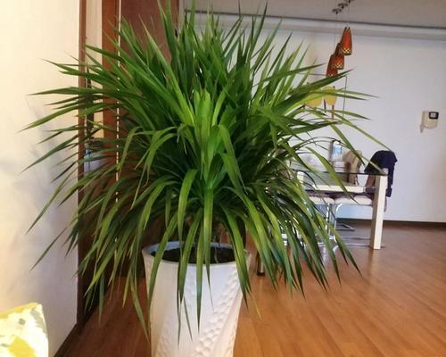 龙须树放在卧室好吗？对睡眠有影响吗？