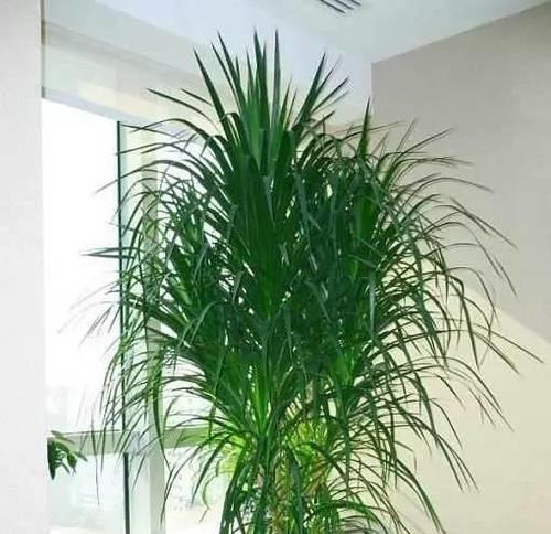 龙须树放在卧室好吗？对睡眠有影响吗？