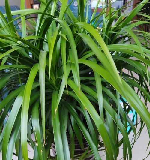 龙须树放在卧室好吗?对睡眠有影响吗?