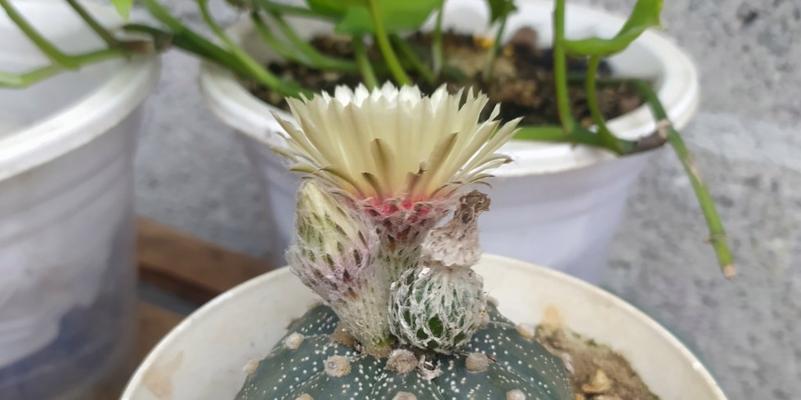 星兜多久开花一次？一般什么时候开花？