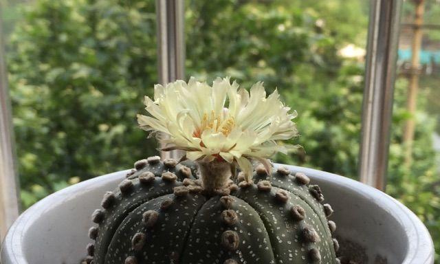 星兜多久开花一次？一般什么时候开花？