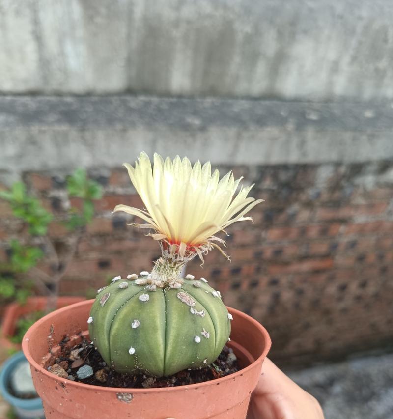 星兜多久开花一次？一般什么时候开花？