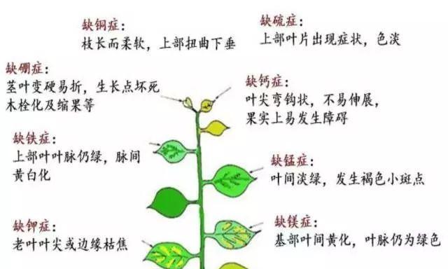 茄子钻心虫怎么防治?防治茄子钻心虫的有效方法是什么? 茄子钻心虫怎么防治?防治茄子钻心虫的有效方法是什么?
