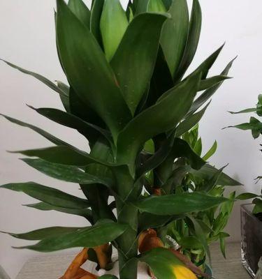 小仙女叶子发黄怎么办？如何快速恢复植物健康？