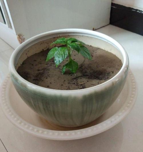 小仙女叶子发黄怎么办？如何快速恢复植物健康？