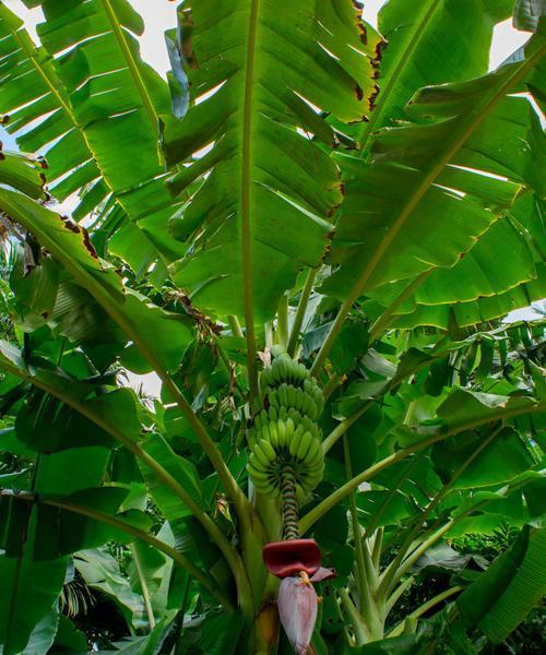 香蕉树是什么植物？香蕉树的生长环境和特点是什么？