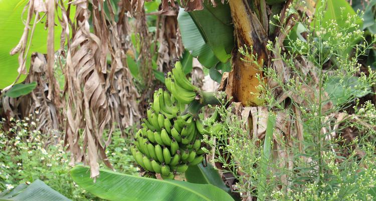 香蕉树是什么植物？香蕉树的生长环境和特点是什么？