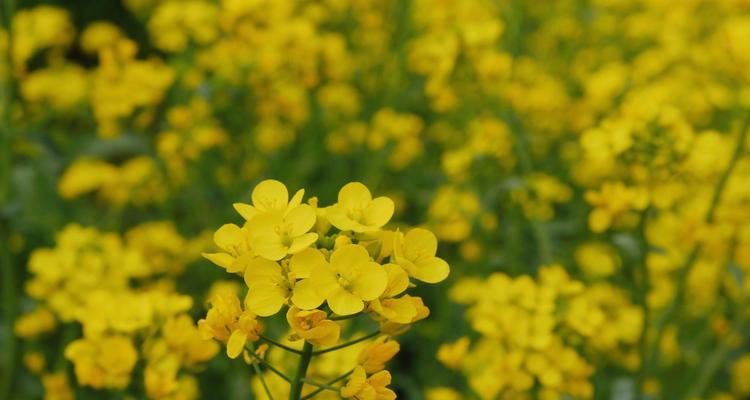 油菜花通常在哪个季节盛开？最佳观赏时间是什么时候？