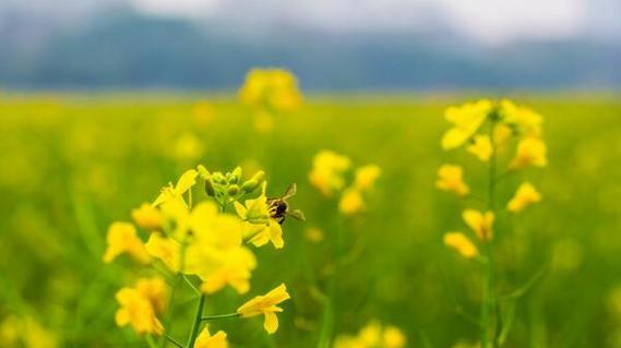 油菜花通常在哪个季节盛开？最佳观赏时间是什么时候？