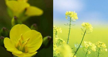 油菜花通常在哪个季节盛开？最佳观赏时间是什么时候？