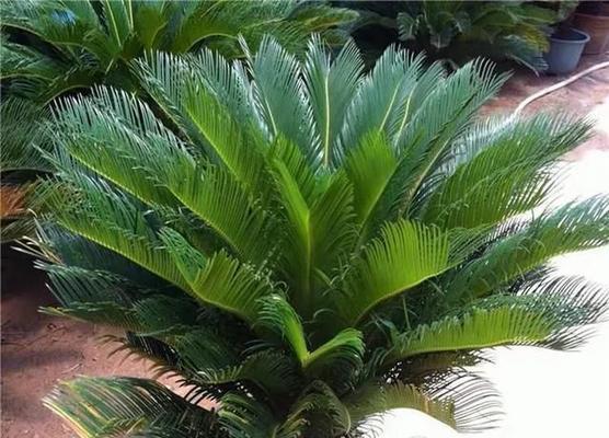 铁树冬季如何养护？过冬技巧有哪些？