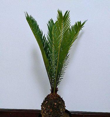 铁树冬季如何养护？过冬技巧有哪些？