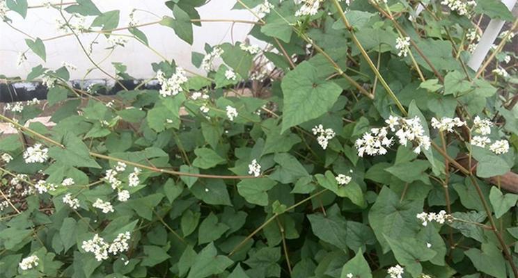 金荞麦的功效与作用是什么？如何正确使用金荞麦？