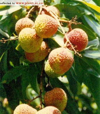 荔枝是哪里的特产?中国哪些地方的荔枝最为出名? 荔枝是哪里的特产?中国哪些地方的荔枝最为出名?