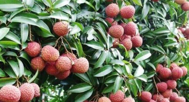 荔枝是哪里的特产?中国哪些地方的荔枝最为出名?