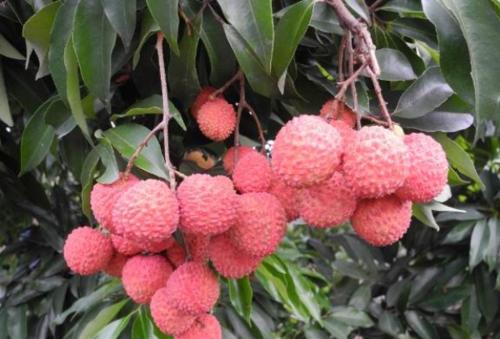 荔枝是哪里的特产?中国哪些地方的荔枝最为出名? 荔枝是哪里的特产?中国哪些地方的荔枝最为出名?