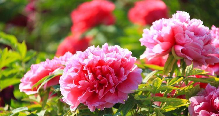 牡丹花一年开几次花？如何正确养护以促进开花？