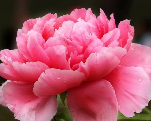 牡丹花一年开几次花？如何正确养护以促进开花？