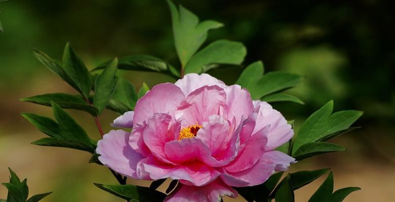 牡丹花一年开几次花？如何正确养护以促进开花？