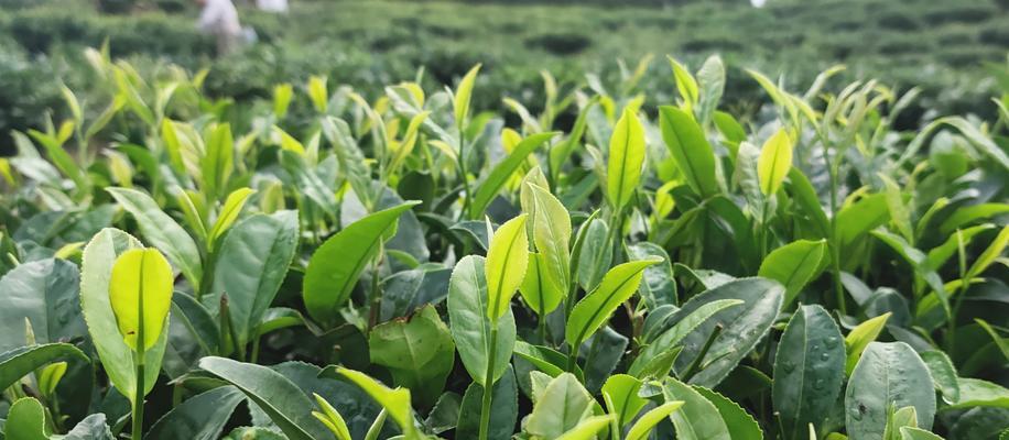 家里可以种茶树吗？适合室内种植的茶树品种有哪些？