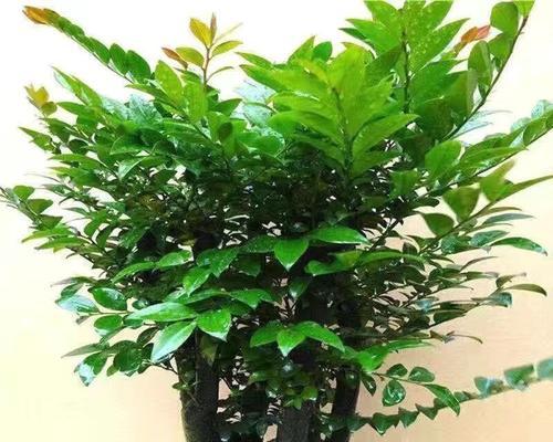 家里可以种茶树吗？适合室内种植的茶树品种有哪些？