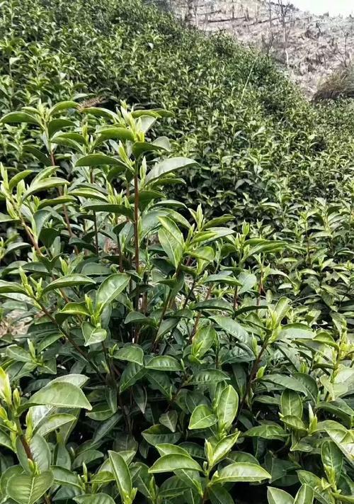 家里可以种茶树吗？适合室内种植的茶树品种有哪些？