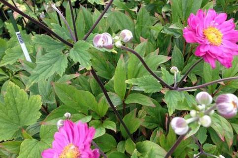 牡丹栽种方法和注意事项?如何确保牡丹花开得更艳丽?