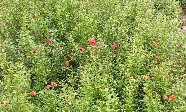 花石榴是乔木还是灌木植物？如何区分和选择？