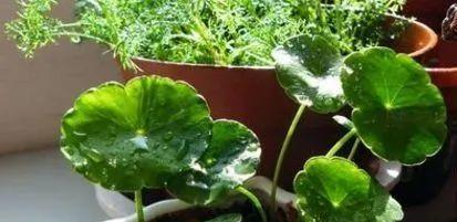 水苔养殖方法有哪些？如何正确养殖水苔？