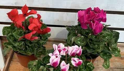 仙客来耐冻吗？冬天如何保护仙客来不被冻伤？